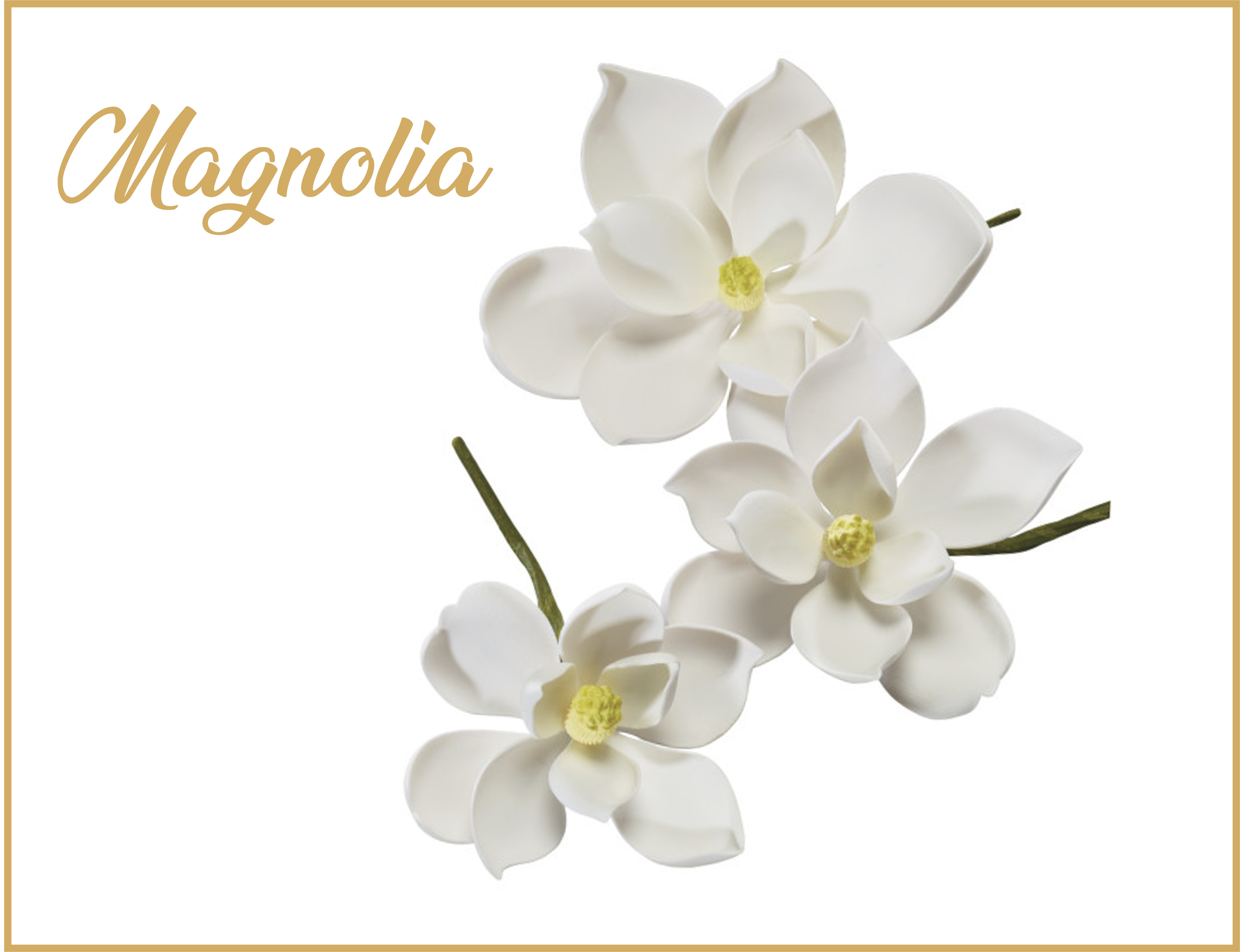 Gumpaste Magnolia